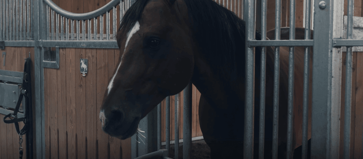 Bristol Mediation Equine Horse Dispute